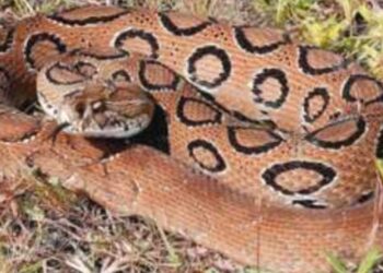 এবার নারায়ণগঞ্জে রাসেল ভাইপার, আতংক