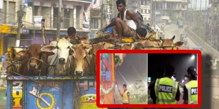 গরুর ট্রাকে চাঁদাবাজি, পুলিশের ৫ সদস্য বরখাস্ত