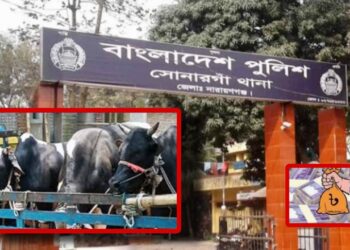গরু বিক্রির টাকা ও গরু লুট
