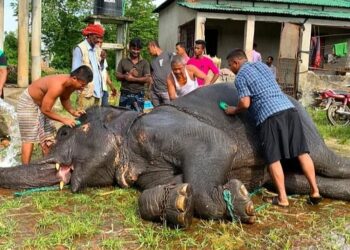 রূপগঞ্জে উদ্ধার হওয়া হাতিটি সাফারি পার্কে এসেই গা এলিয়ে দিচ্ছে