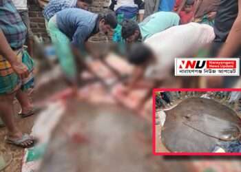 সোনারগাঁয়ে মেঘনায় জেলের জালে ৮ মণের শাপলাপাতা মাছ