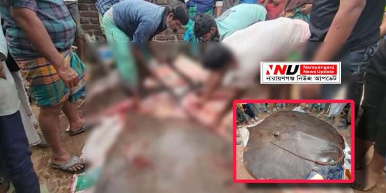 সোনারগাঁয়ে মেঘনায় জেলের জালে ৮ মণের শাপলাপাতা মাছ