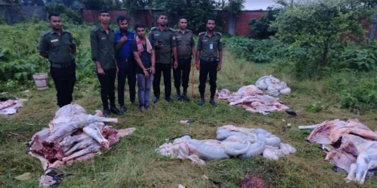 ঘোড়ার জবাই করা মাংসসহ আটক ১