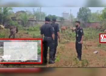 গরুর মাংসের নামে ঘোড়া, রূপগঞ্জে ২০টি ঘোড়া উদ্ধার