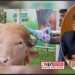 কোরবানি হচ্ছে না ‘ডোনাল্ড ট্রাম্প’,খামারে ফেরত – স্বরাষ্ট্রমন্ত্রী