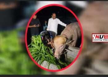 ব্যাপক তোলপাড় : চিড়িয়াখানায় বন্দি ‘ট্রাম্প’