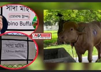 ‘ডোনাল্ড ট্রাম্প’ নামের খেসারত—কিউরেটর বরখাস্ত, দায় কার ?