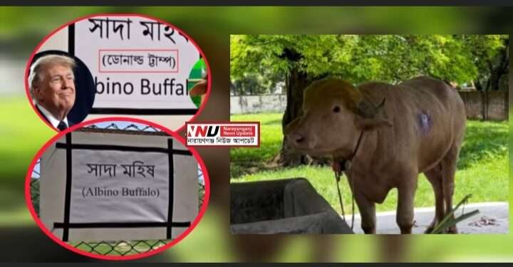 ‘ডোনাল্ড ট্রাম্প’ নামের খেসারত—কিউরেটর বরখাস্ত, দায় কার ?