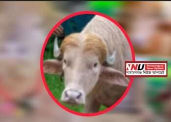 ভাইরাল ‘ডোনাল্ড ট্রাম্প’ মহিষ এবার লোকচক্ষুর আড়ালে