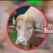 ভাইরাল ‘ডোনাল্ড ট্রাম্প’ মহিষ এবার লোকচক্ষুর আড়ালে
