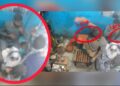 বন্দরে স্বর্ণের দোকানে ডাকাতি, ভিডিও ভাইরাল
